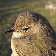 Föregående